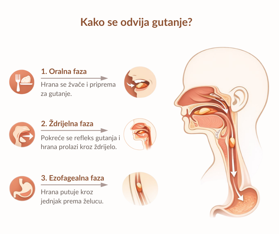 Kako se odvija gutanje – faze gutanja i prolazak hrane kroz ždrijelo i jednjak